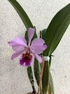 Cattleya percivaliana var. miniatum 